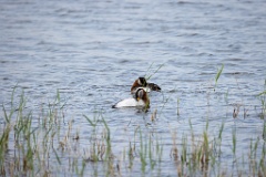 Podiceps_grisegena_2024_0421_1227