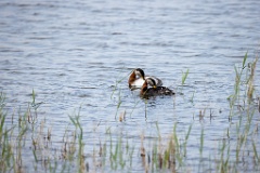 Podiceps_grisegena_2024_0421_1228-4