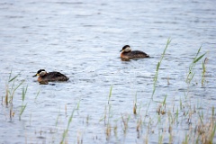 Podiceps_grisegena_2024_0421_1228-5