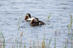 Podiceps_grisegena_2024_0421_1228