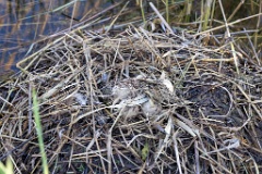 nest240423_Podiceps_grisegena_2024_0423_1803