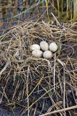 nest240423_Podiceps_grisegena_2024_0423_1804-4