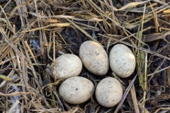 nest240423_Podiceps_grisegena_2024_0423_1804-5