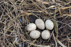 nest240423_Podiceps_grisegena_2024_0423_1804-6