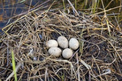 nest240423_Podiceps_grisegena_2024_0423_1804