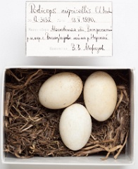 eggs_museum_Podiceps_nigricollis201009151459