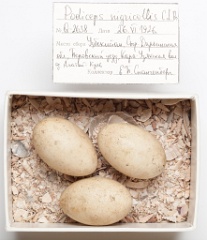eggs_museum_Podiceps_nigricollis201009151501