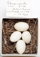 eggs_museum_Podiceps_nigricollis201009151503