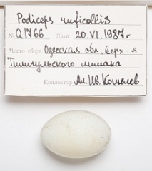 eggs_apart_Podiceps_ruficollis201009151517