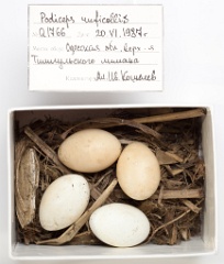eggs_museum_Podiceps_ruficollis201009151515