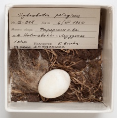 eggs_museum_Hydrobates_pelagicus201009151617