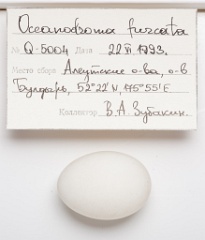 eggs_apart_Oceanodroma_furcata201009151637