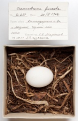 eggs_museum_Oceanodroma_furcata201009151628