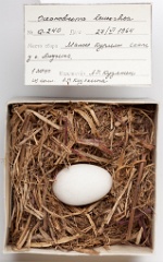 eggs_museum_Oceanodroma_leucorhoa201009151622