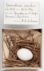 eggs_museum_Oceanodroma_monorhis201009151630