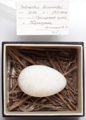 eggs_museum_Calonectris_leucomelas201009151609