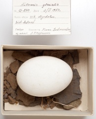 eggs_museum_Fulmarus_glacialis201009151556