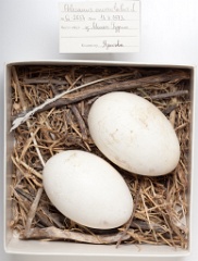 eggs_museum_Pelecanus_onocrotalus201009151704