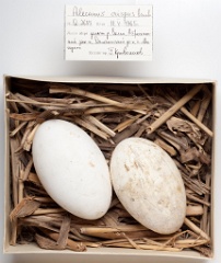eggs_museum_Pelecanus_onocrotalus201009151706