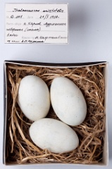 eggs_museum_Phalacrocorax_aristotelis201010211754