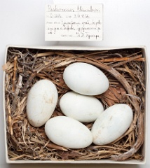 eggs_museum_Phalacrocorax_capillatus201009151646
