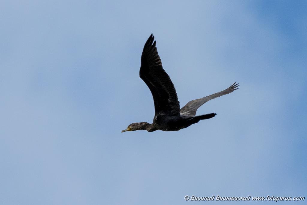 0_birds_flying_Phalacrocorax_carbo_2020_0801_1148-2.jpg - Баклан большой. Cormorant (Phalacrocorax carbo). Лотошинский рыбхоз, Московская область. Moscow region, Russia.