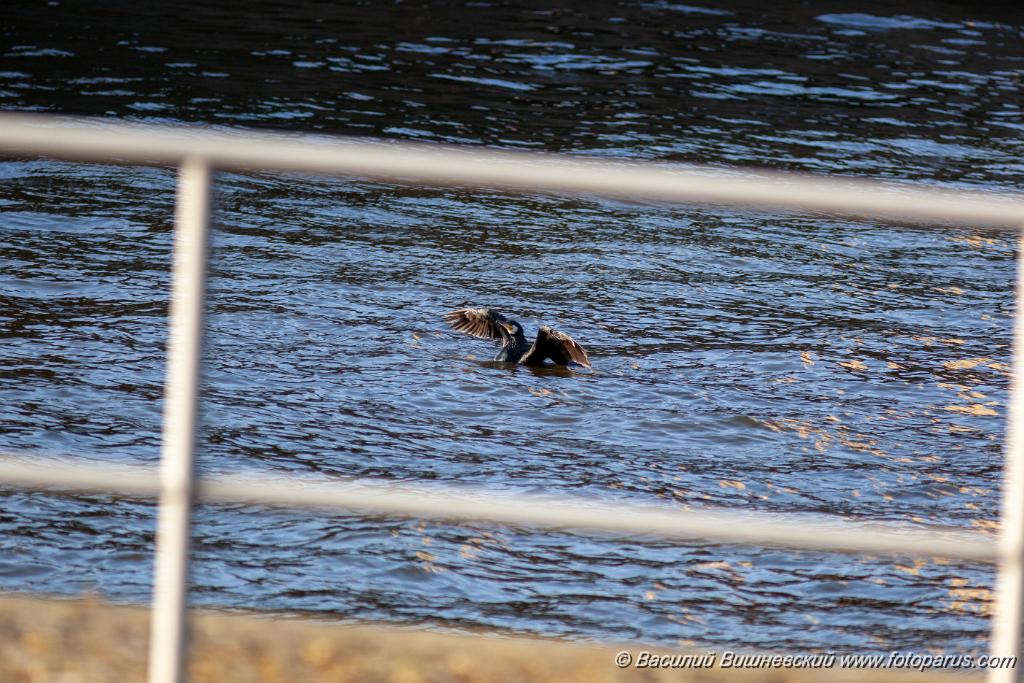 Phalacrocorax_carbo_2015_0415_1854-2.jpg - Германия, Берлин. Germany, Berlin. Баклан большой. Cormorant (Phalacrocorax carbo).