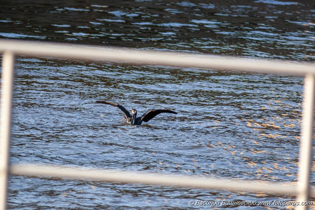 Phalacrocorax_carbo_2015_0415_1854.jpg - Германия, Берлин. Germany, Berlin. Баклан большой. Cormorant (Phalacrocorax carbo).