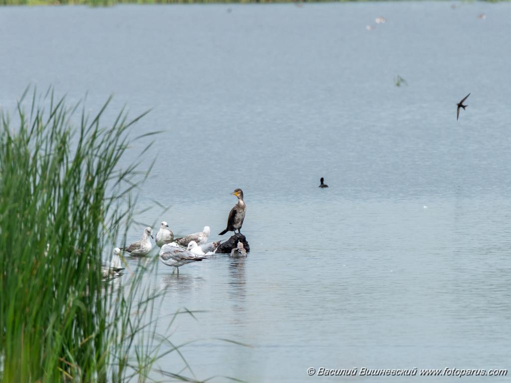Phalacrocorax_carbo_2020_0726_1236-2.jpg - Баклан большой. Cormorant (Phalacrocorax carbo). Бисеровский рыбхоз, Московская область. Moscow region, Russia.