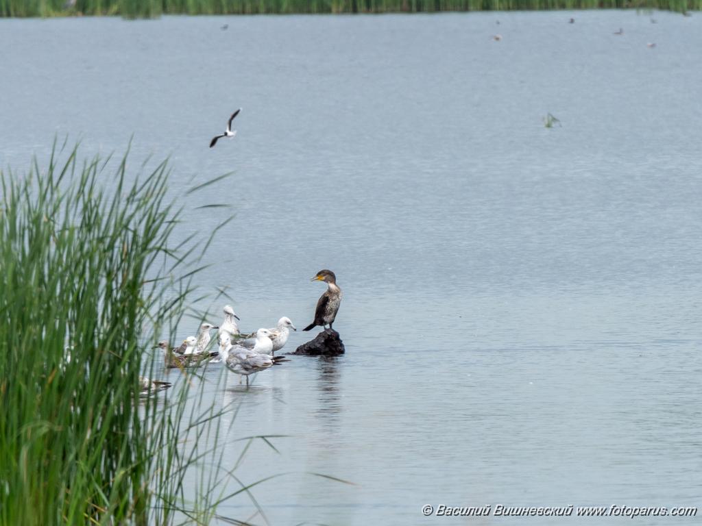 Phalacrocorax_carbo_2020_0726_1236.jpg - Баклан большой. Cormorant (Phalacrocorax carbo). Бисеровский рыбхоз, Московская область. Moscow region, Russia.