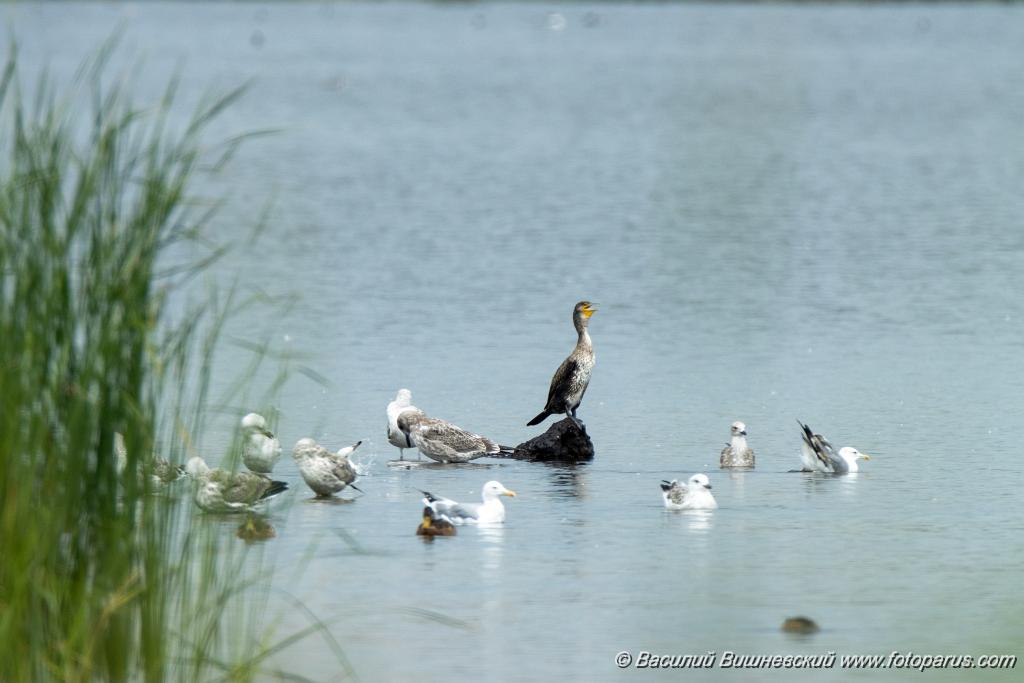 Phalacrocorax_carbo_2020_0726_1248.jpg - Баклан большой. Cormorant (Phalacrocorax carbo). Бисеровский рыбхоз, Московская область. Moscow region, Russia.