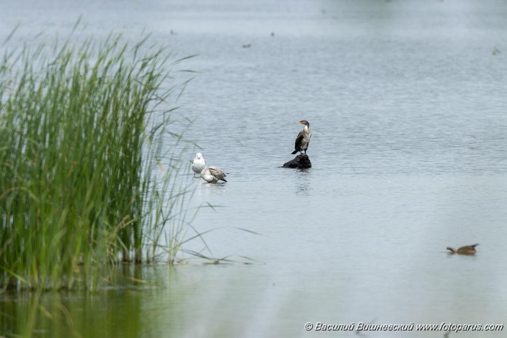 Phalacrocorax_carbo_2020_0726_1257.jpg - Баклан большой. Cormorant (Phalacrocorax carbo). Бисеровский рыбхоз, Московская область. Moscow region, Russia.