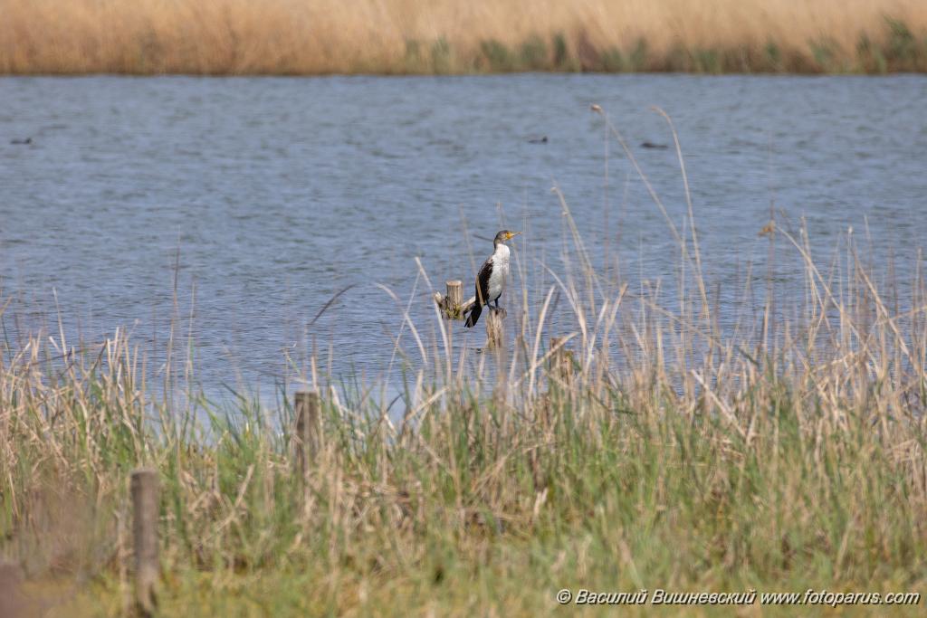 Phalacrocorax_carbo_2024_0421_1105.jpg - Баклан большой. Cormorant (Phalacrocorax carbo). Ставропольский край, село Дивное и его окрестности. Пойма реки Маныч и Подманки. Russia, Stavropol Krai.