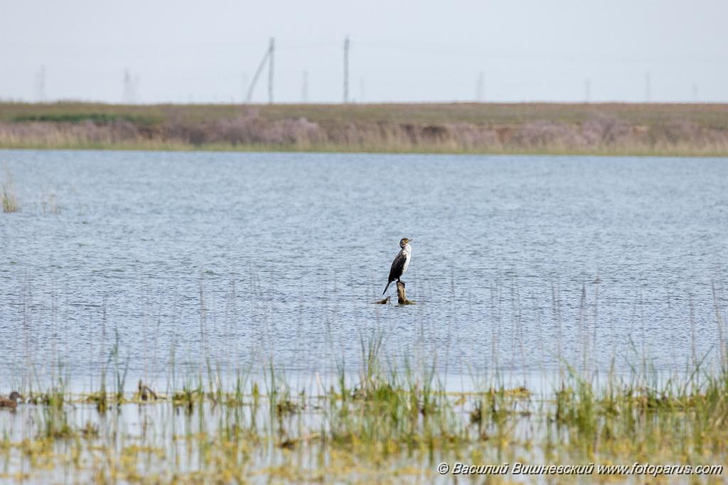 Phalacrocorax_carbo_2024_0421_1118.jpg - Баклан большой. Cormorant (Phalacrocorax carbo). Ставропольский край, село Дивное и его окрестности. Пойма реки Маныч и Подманки. Russia, Stavropol Krai.