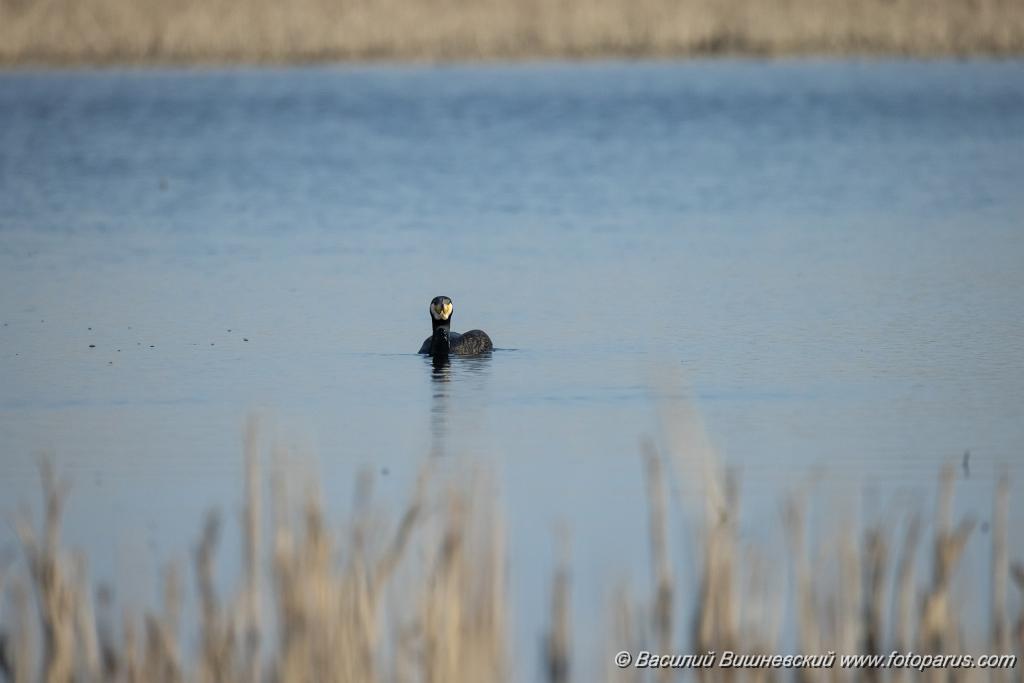 Phalacrocorax_carbo_2025_0422_1657-4.jpg - Баклан большой. Cormorant (Phalacrocorax carbo). Волгоградская область, Цимлянское водохранилище. Volgograd Oblast, Russia.