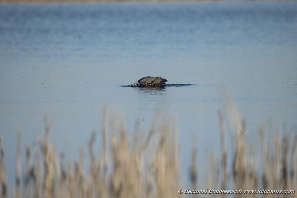 Phalacrocorax_carbo_2025_0422_1657-5.jpg - Баклан большой. Cormorant (Phalacrocorax carbo). Волгоградская область, Цимлянское водохранилище. Volgograd Oblast, Russia.