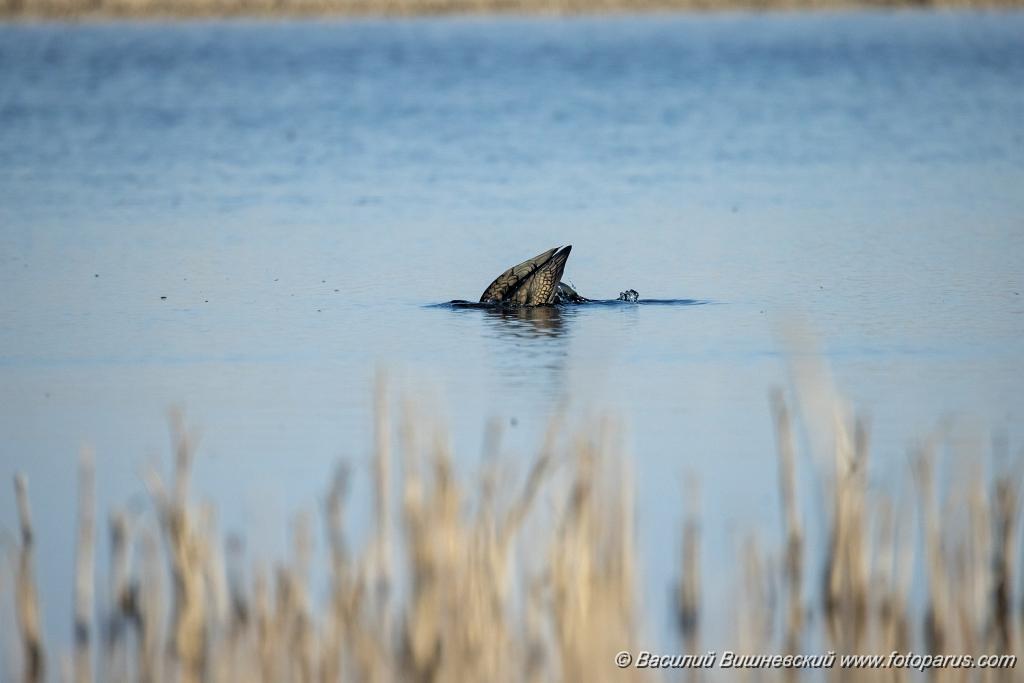 Phalacrocorax_carbo_2025_0422_1657-6.jpg - Баклан большой. Cormorant (Phalacrocorax carbo). Волгоградская область, Цимлянское водохранилище. Volgograd Oblast, Russia.