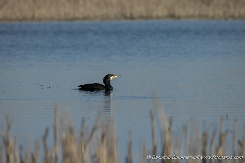 Phalacrocorax_carbo_2025_0422_1657.jpg - Баклан большой. Cormorant (Phalacrocorax carbo). Волгоградская область, Цимлянское водохранилище. Volgograd Oblast, Russia.