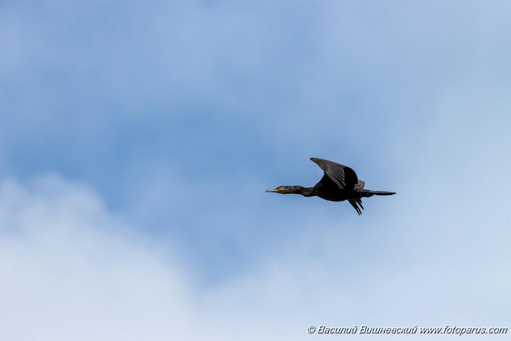 birds_flying_Phalacrocorax_carbo_2020_0801_1147.jpg - Баклан большой. Cormorant (Phalacrocorax carbo). Лотошинский рыбхоз, Московская область. Moscow region, Russia.