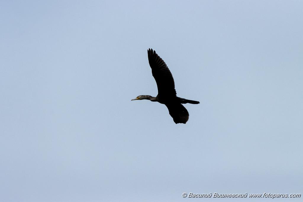 birds_flying_Phalacrocorax_carbo_2020_0801_1148.jpg - Баклан большой. Cormorant (Phalacrocorax carbo). Лотошинский рыбхоз, Московская область. Moscow region, Russia.