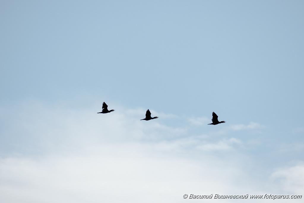 birds_flying_Phalacrocorax_carbo_2024_0610_1820-2.jpg - Дальний Восток, Приамурье. Еврейская автономная область, Смидовичский район.10 июня 2024 г. Баклан большой. Cormorant (Phalacrocorax carbo).