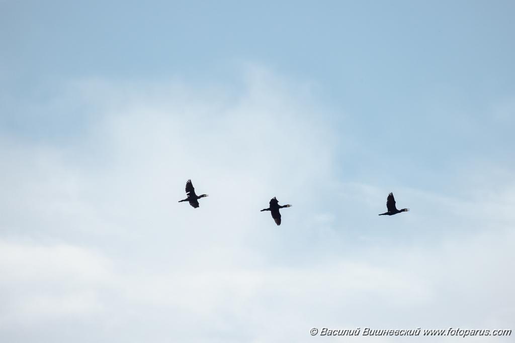 birds_flying_Phalacrocorax_carbo_2024_0610_1820.jpg - Дальний Восток, Приамурье. Еврейская автономная область, Смидовичский район.10 июня 2024 г. Баклан большой. Cormorant (Phalacrocorax carbo).