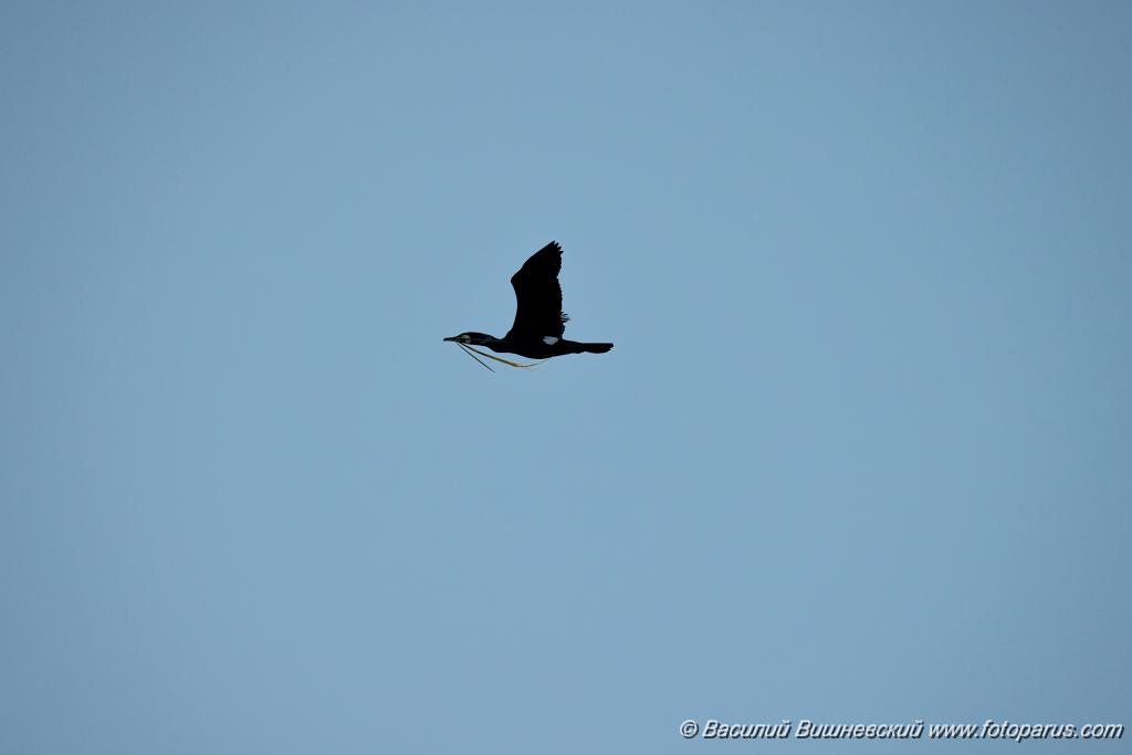 birds_flying_Phalacrocorax_carbo_2025_0418_1817-2.jpg - Баклан большой. Cormorant (Phalacrocorax carbo). Волгоградская область, Цимлянское водохранилище. Volgograd Oblast, Russia.