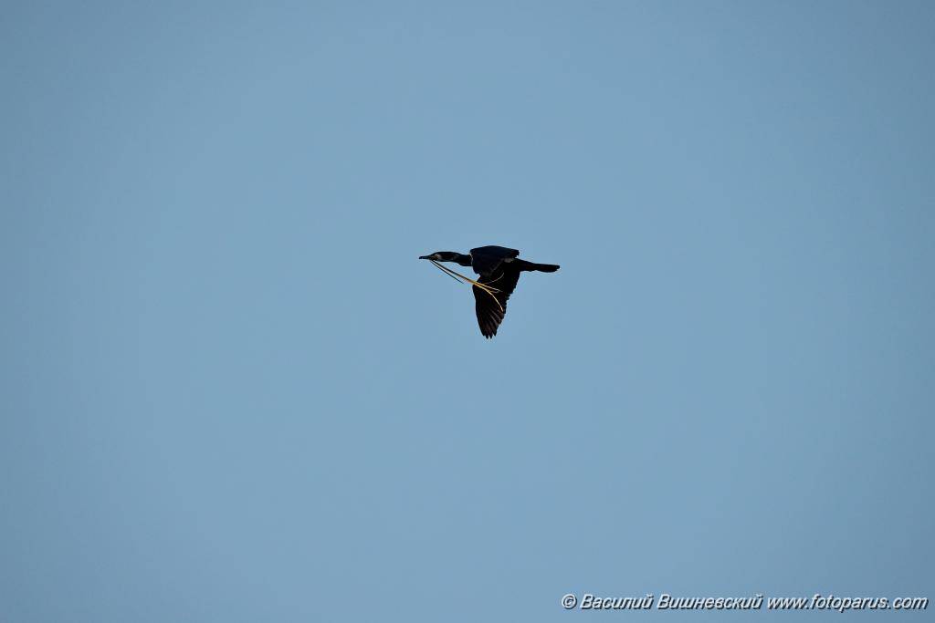 birds_flying_Phalacrocorax_carbo_2025_0418_1817.jpg - Баклан большой. Cormorant (Phalacrocorax carbo). Волгоградская область, Цимлянское водохранилище. Volgograd Oblast, Russia.