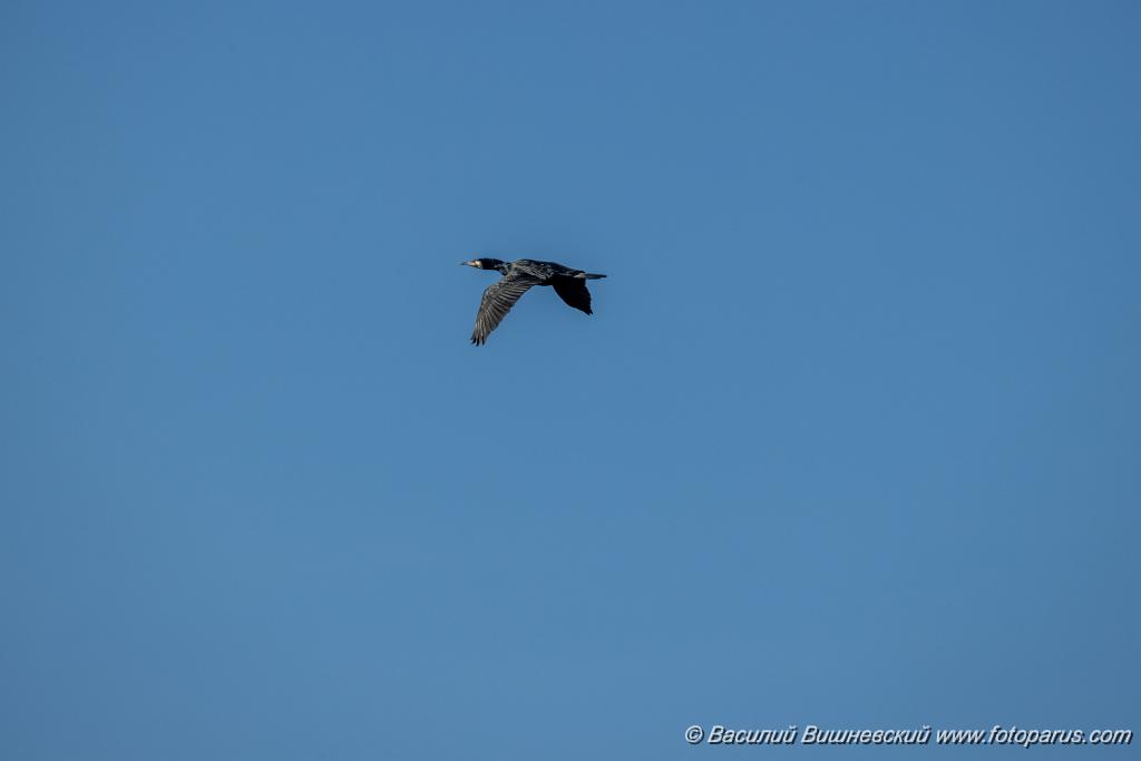 birds_flying_Phalacrocorax_carbo_2025_0420_0827-2.jpg - Баклан большой. Cormorant (Phalacrocorax carbo). Волгоградская область, Цимлянское водохранилище. Volgograd Oblast, Russia.