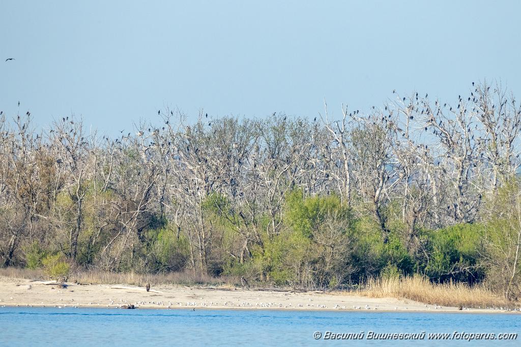 nest_Phalacrocorax_carbo_2025_0419_0741-4.jpg - Баклан большой. Cormorant (Phalacrocorax carbo). Волгоградская область, Цимлянское водохранилище. Остров Дурной. Volgograd Oblast, Russia.