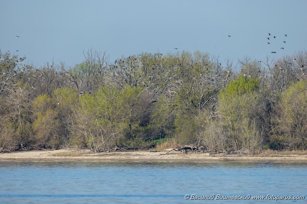 nest_Phalacrocorax_carbo_2025_0419_0755-2.jpg - Баклан большой. Cormorant (Phalacrocorax carbo). Волгоградская область, Цимлянское водохранилище. Остров Дурной. Volgograd Oblast, Russia.