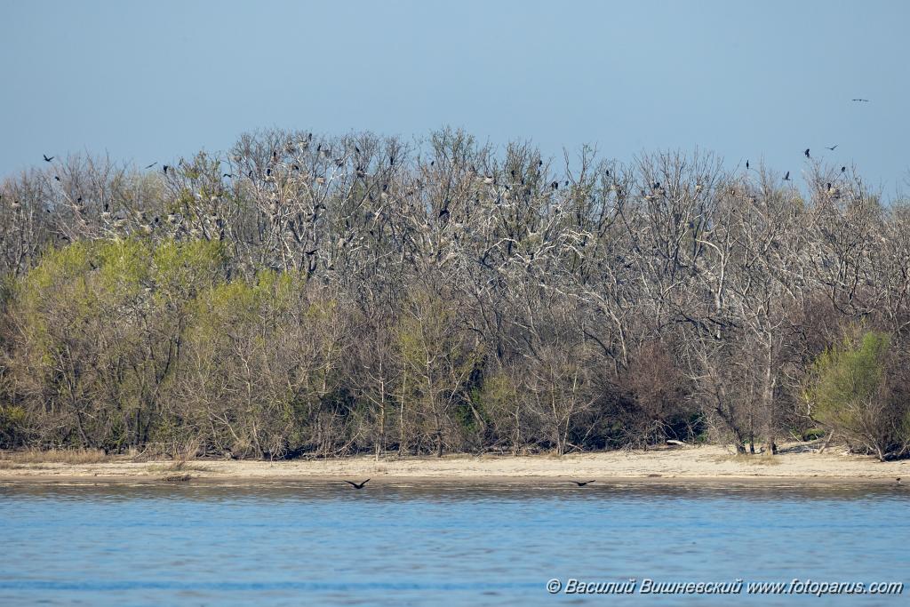 nest_Phalacrocorax_carbo_2025_0419_0755.jpg - Баклан большой. Cormorant (Phalacrocorax carbo). Волгоградская область, Цимлянское водохранилище. Остров Дурной. Volgograd Oblast, Russia.