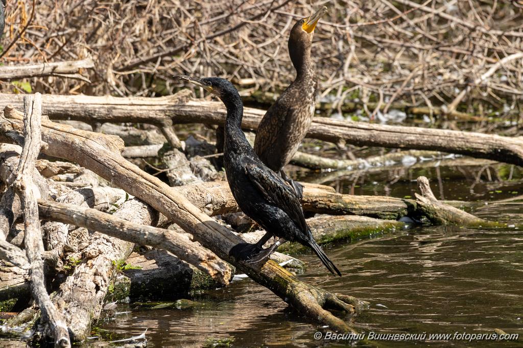 zoo_Phalacrocorax_carbo_2023_0709_1019-2.jpg - Баклан большой. Cormorant (Phalacrocorax carbo). Moscow Zoo. Russia