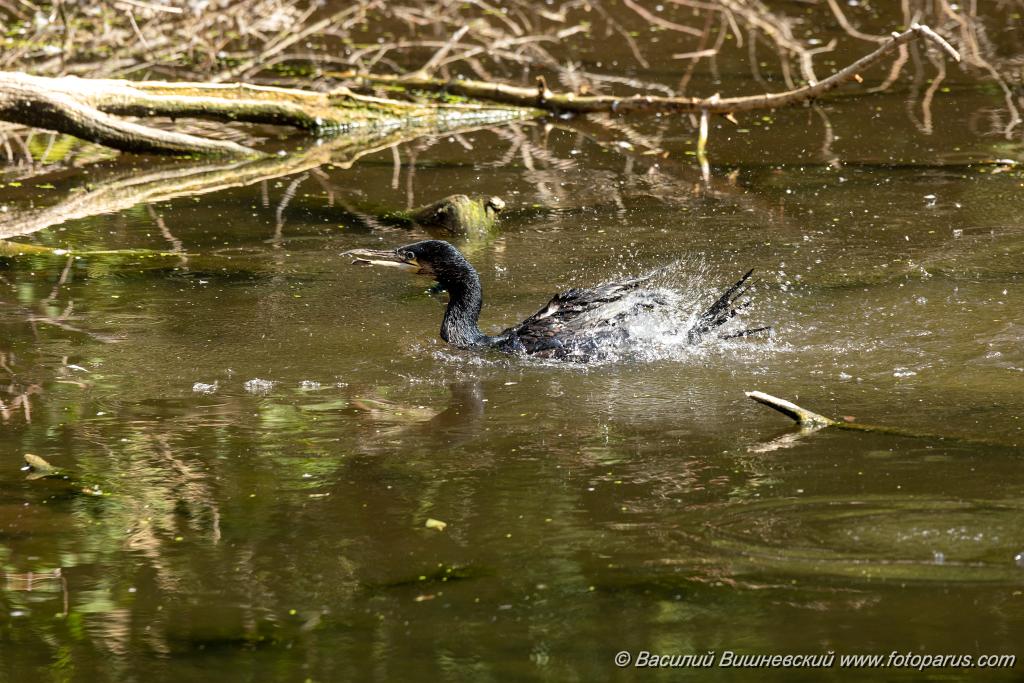 zoo_Phalacrocorax_carbo_2023_0709_1019.jpg - Баклан большой. Cormorant (Phalacrocorax carbo). Moscow Zoo. Russia